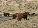 [Cows on the road by Nant-y-moch]