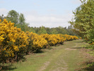 [A gorse-lined track in Tunstall Forest]