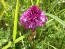 [A pyramid orchid]