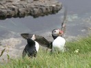 [Yet another puffin]