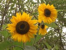 [Sunflowers]