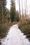 snowy-path.jpg