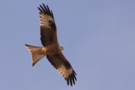 red-kite.png