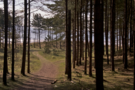 newborough-forest.png