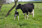 cow-calf.png