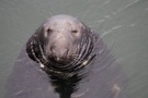 eyemouth-seal.jpg